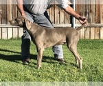 Small Photo #2 Weimaraner Puppy For Sale in WILLOWS, CA, USA