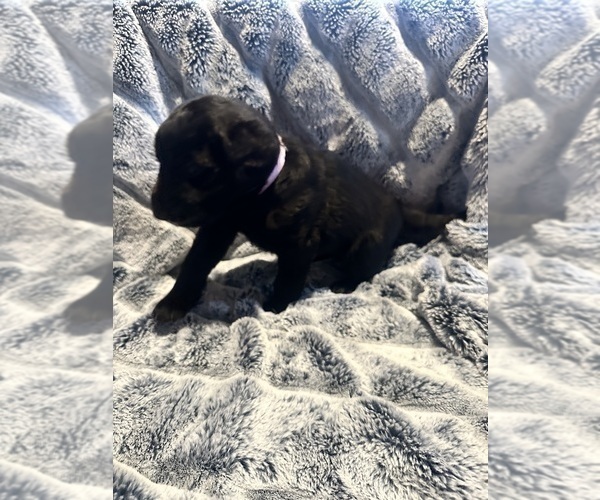 Medium Photo #27 Labradoodle Puppy For Sale in KIRKSVILLE, MO, USA