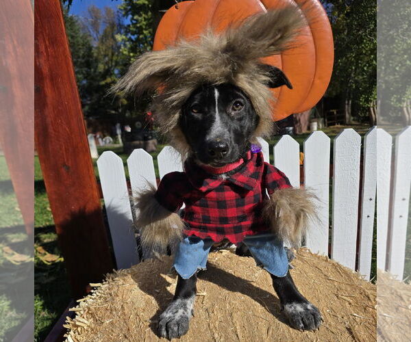 Medium Photo #3 Border Collie-Unknown Mix Puppy For Sale in Fargo, ND, USA