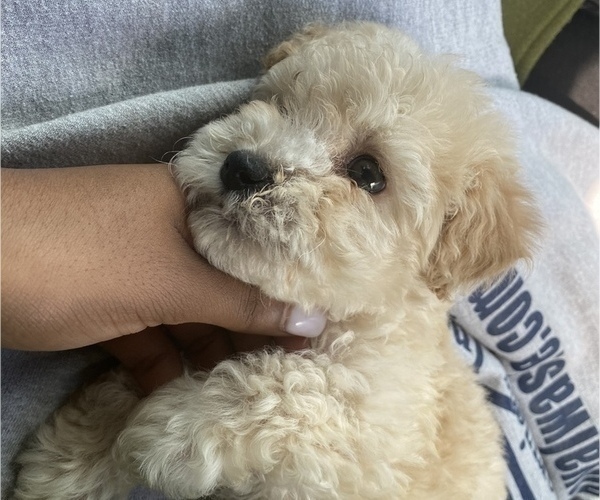 Medium Photo #1 Maltese-Poodle (Toy) Mix Puppy For Sale in N HOLLYWOOD, CA, USA