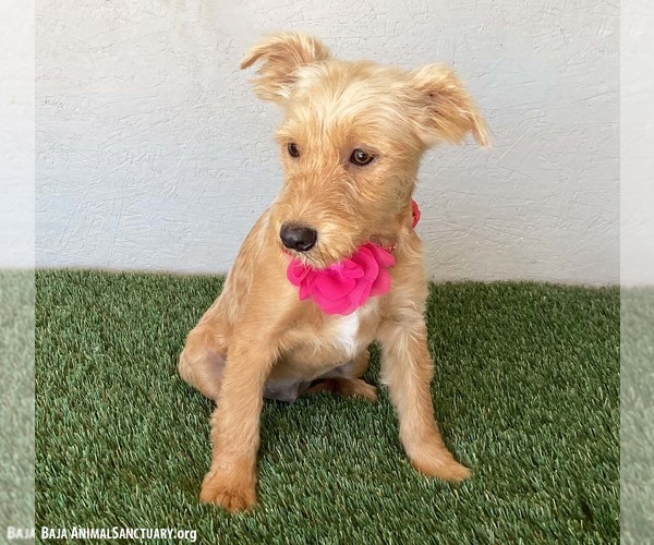 Medium Photo #3 Poodle (Miniature)-Unknown Mix Puppy For Sale in San Diego, CA, USA