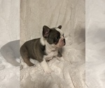 Small Photo #10 French Bulldog Puppy For Sale in SEBRING, FL, USA