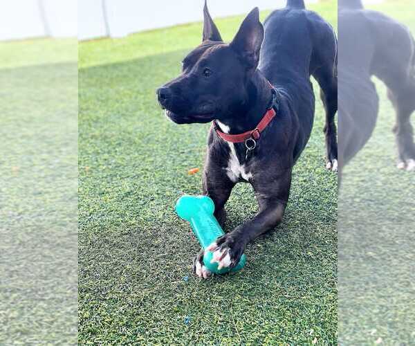 Medium Photo #20 Mutt Puppy For Sale in Pompano Beach , FL, USA