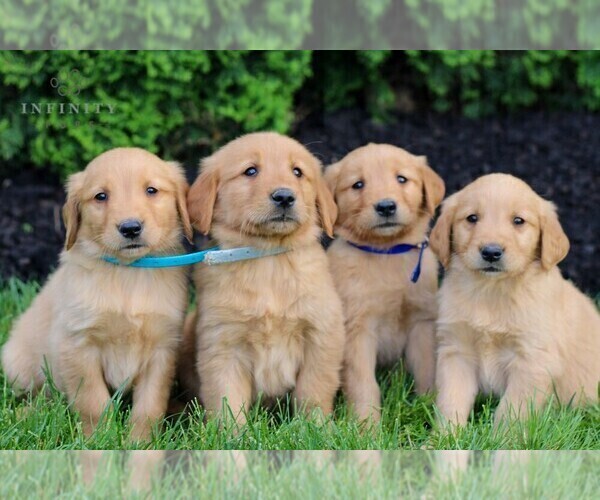 Medium Photo #2 Golden Retriever Puppy For Sale in LITITZ, PA, USA