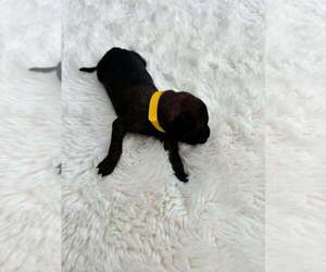 Mutt Dogs for adoption in Imlay City, MI, USA