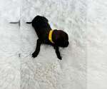 Small Mutt