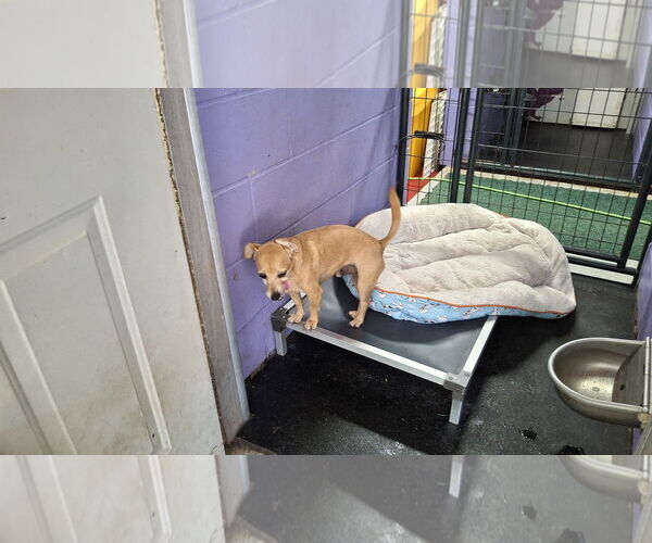Medium Photo #2 Chihuahua-Unknown Mix Puppy For Sale in Sebec, ME, USA