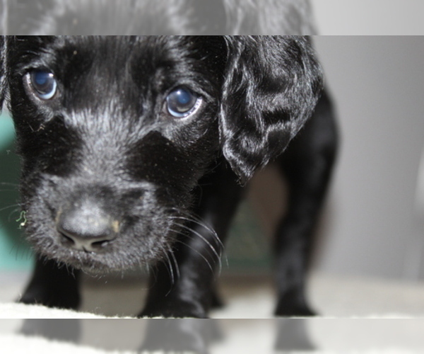 Medium Photo #2 Labradoodle Puppy For Sale in CELEBRATION, FL, USA