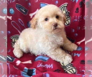 Poodle (Toy) Puppy for sale in Lexington, NC, USA