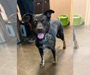 Mutt Dogs for adoption in Rockwall, TX, USA