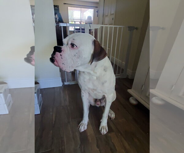 Medium Photo #2 Boxer Puppy For Sale in  Katy, TX, USA