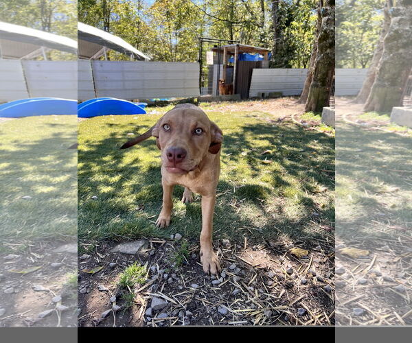 Medium Photo #3 Labrador Retriever-Unknown Mix Puppy For Sale in Tracy City, TN, USA