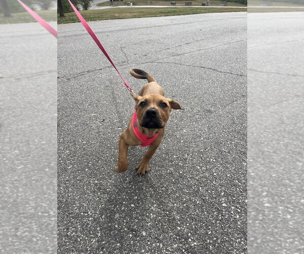 Medium Photo #3 Mutt Puppy For Sale in Candler, NC, USA