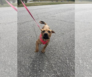 Paloma - Female Mutt Dog for Adoption - Photo #3