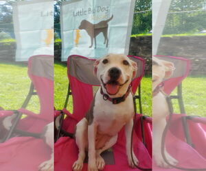 American Pit Bull Terrier Dogs for adoption in Monterey, VA, USA
