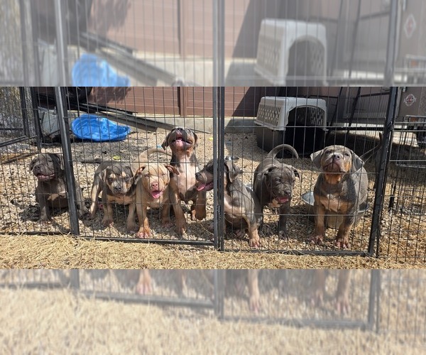 Medium Photo #1 American Bully Puppy For Sale in COPPERAS COVE, TX, USA