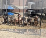 Litter of 9 - Male(s) and Female(s) American BullyLitter of Puppies for Sale - Small photo