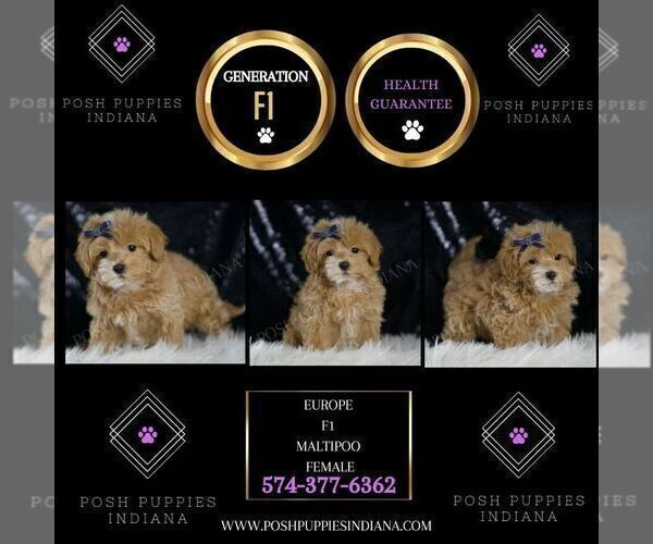 Medium Photo #17 Maltipoo (Miniature) Puppy For Sale in WARSAW, IN, USA