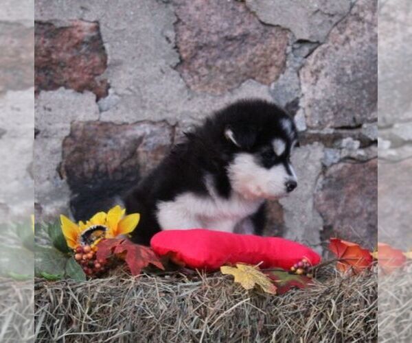 Medium Photo #2 Alaskan Malamute Puppy For Sale in CROGHAN, NY, USA