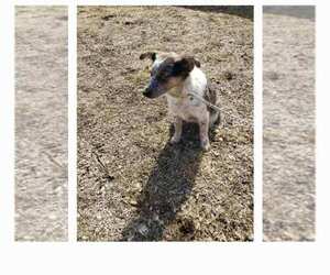 Australian Stumpy Tail Cattle Dog-Unknown Mix Puppy for sale in HAZLETON, IA, USA