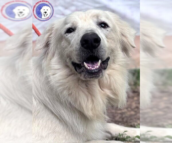 Medium Photo #15 Great Pyrenees Puppy For Sale in Spring, TX, USA