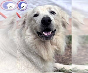 James - Male Great Pyrenees Dog for Adoption - Photo #15