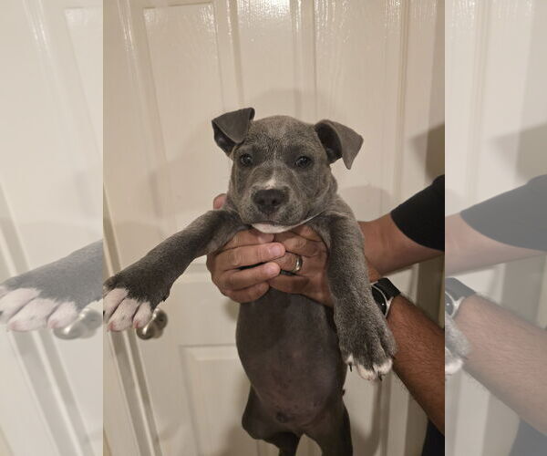 Medium Photo #1 Dachshund Puppy For Sale in Rosenberg, TX, USA