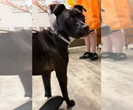 Small #3 American Staffordshire Terrier Mix