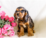 Small Photo #26 Cocker Spaniel Puppy For Sale in WAKARUSA, IN, USA