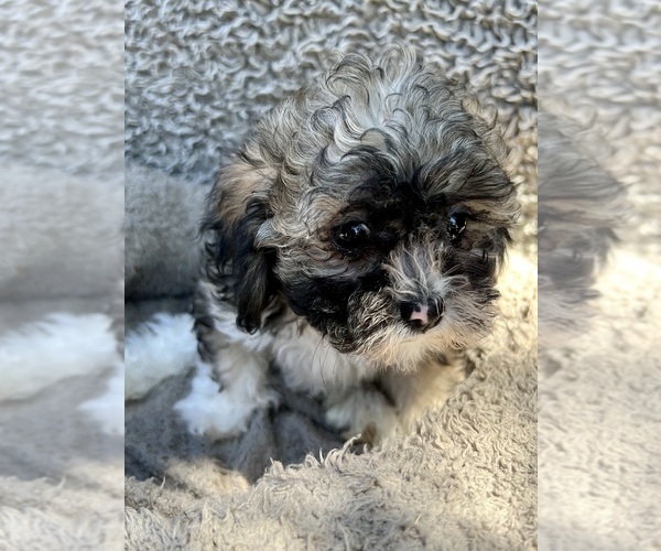 Medium Photo #4 Zuchon Puppy For Sale in RENO, NV, USA