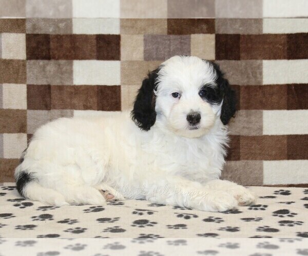 Medium Photo #2 Bernedoodle (Miniature) Puppy For Sale in DENVER, PA, USA