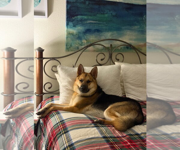 Medium Photo #1 German Shepherd Dog-Unknown Mix Puppy For Sale in Woodland Hills, CA, USA