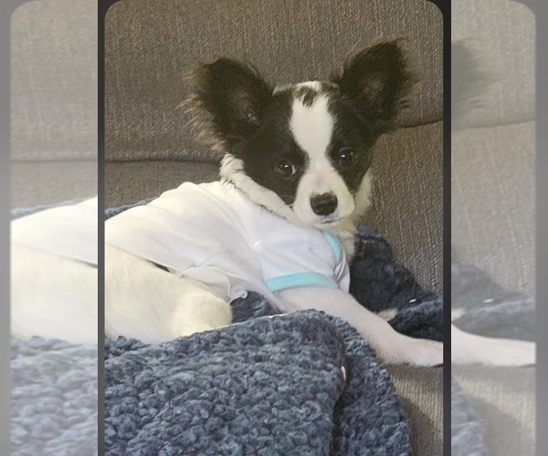 Medium Photo #1 Chihuahua Puppy For Sale in CHARLOTTESVILLE, VA, USA