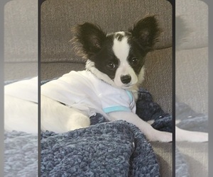 Chihuahua Dogs for adoption in CHARLOTTESVILLE, VA, USA