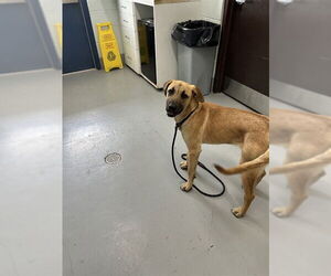 Black Mouth Cur-Unknown Mix Dogs for adoption in Corpus Christi, TX, USA