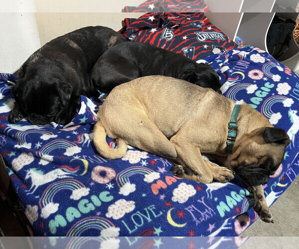 Medium Photo #7 Pug-Unknown Mix Puppy For Sale in Brooklyn Center, MN, USA