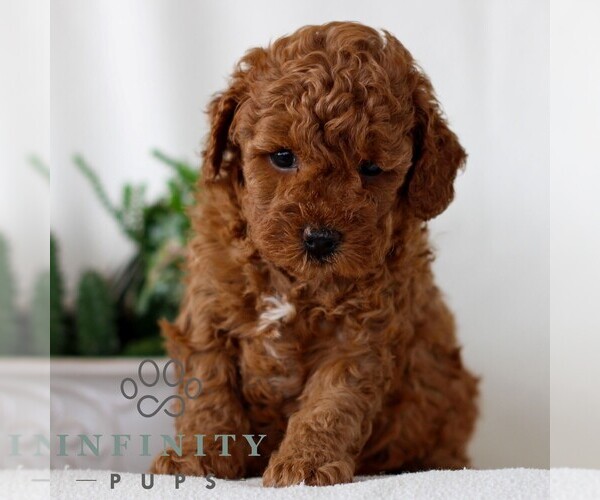 Medium Photo #4 Goldendoodle (Miniature) Puppy For Sale in NARVON, PA, USA