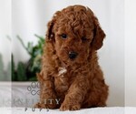 Small #3 Goldendoodle (Miniature)