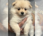 Small Photo #1 Pomeranian Puppy For Sale in BRADENTON, FL, USA