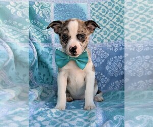 Boston Terrier-Pomsky Mix Puppy for sale in EPHRATA, PA, USA