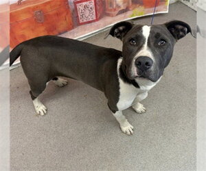 Mutt Dogs for adoption in San Bernardino, CA, USA