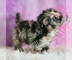 Small #3 Yorkipoo