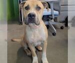 Small #1 American Pit Bull Terrier