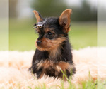 Small Photo #93 Yorkshire Terrier Puppy For Sale in WARSAW, IN, USA
