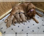 Small #5 Golden Retriever