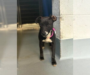 Labrador Retriever-Unknown Mix Dogs for adoption in Visalia, CA, USA