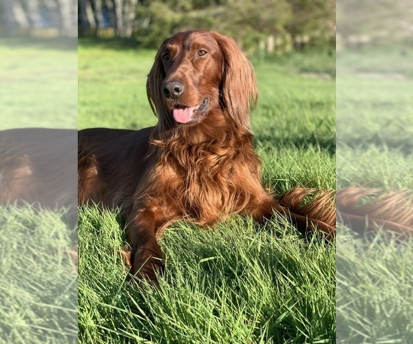 Medium Photo #1 Irish Setter Puppy For Sale in SEQUIM, WA, USA