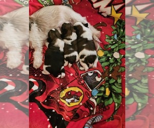 Shih Tzu Puppy for Sale in MONROE, Georgia USA
