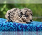 Small #4 Poodle (Toy)