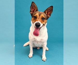 Beagle-Unknown Mix Dogs for adoption in Pearland, TX, USA